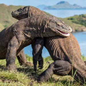 Rồng Komodo